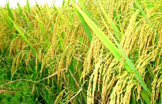 cây lúa hữu cơ - hữu cơ thuận thiên - nông nghiệp bền vững - nông nghiệp thuận thiên