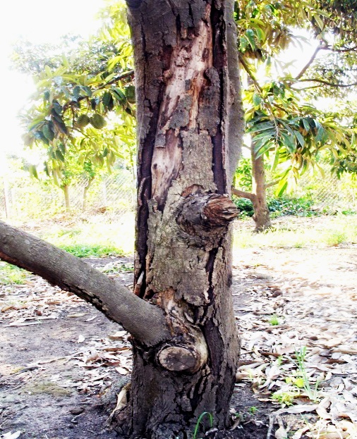 Phytopthora gây bệnh trên cây sầu riêng