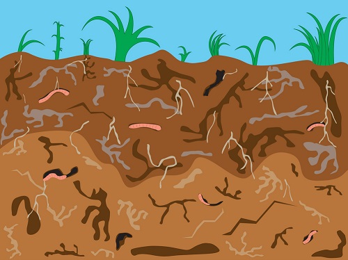Tầm quan trọng pH đất và các yếu tố dinh dưỡng của đất