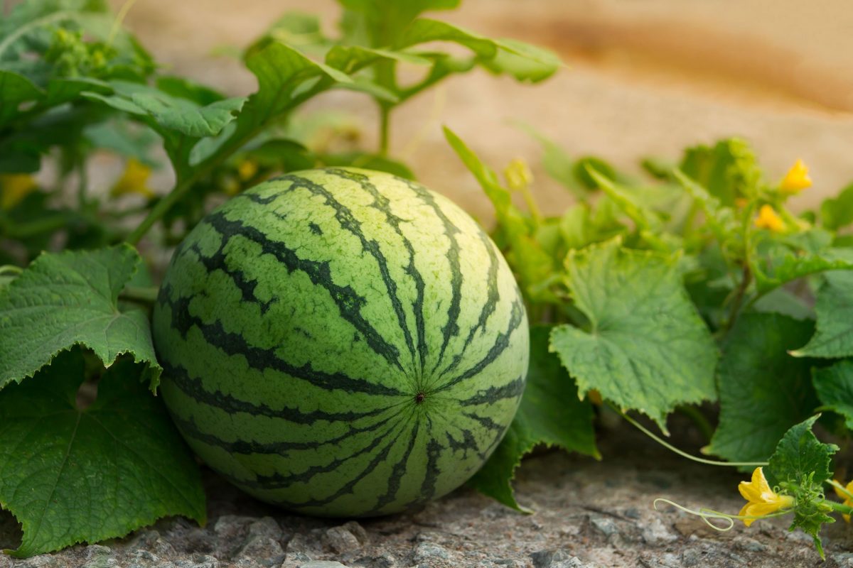 Watermelon Farming 001