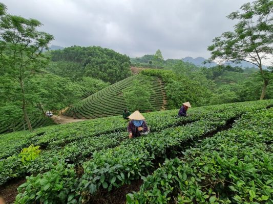 Tỉnh Tuyên Quang đang dành nhiều chính sách cho phát triển nông nghiệp theo hướng hữu cơ. Ảnh: Đào Thanh.