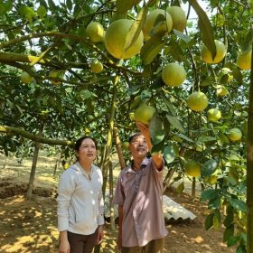 Sản xuất nông nghiệp theo hướng hữu cơ mang lại sự thay đổi về nhận thức cho nông dân xứ Tuyên. Ảnh: Văn Thưởng.