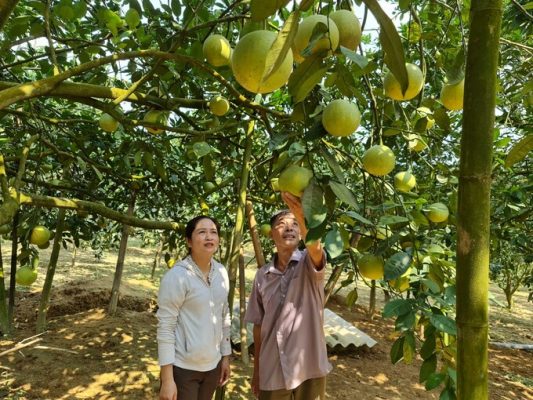 Sản xuất nông nghiệp theo hướng hữu cơ mang lại sự thay đổi về nhận thức cho nông dân xứ Tuyên. Ảnh: Văn Thưởng.