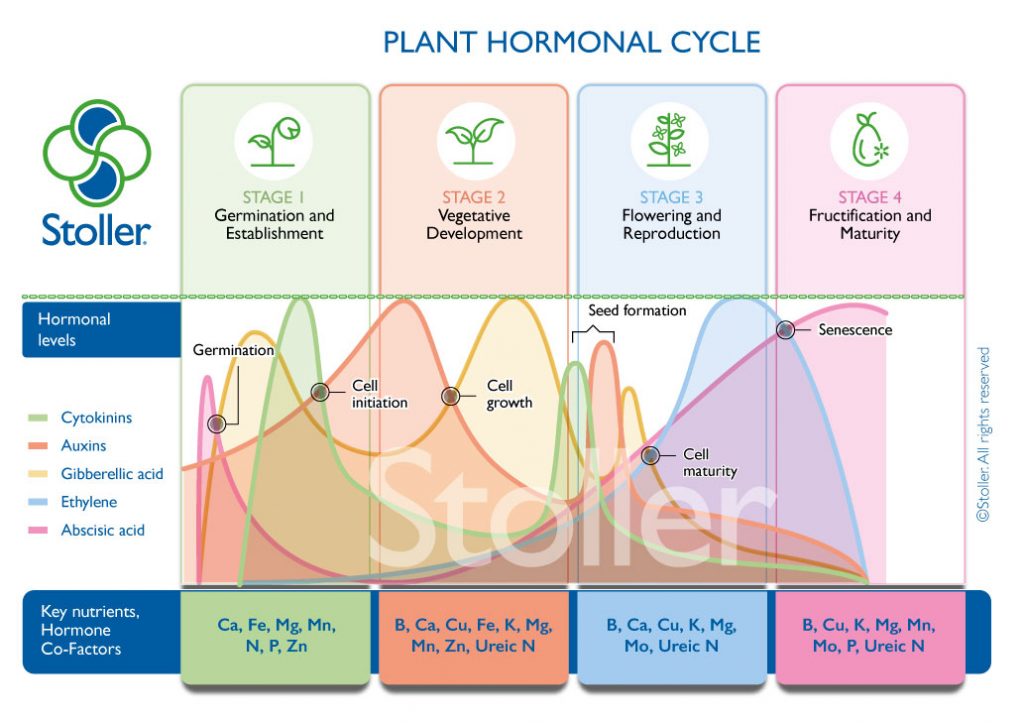 Plant Hormonal Cycle 1024x725