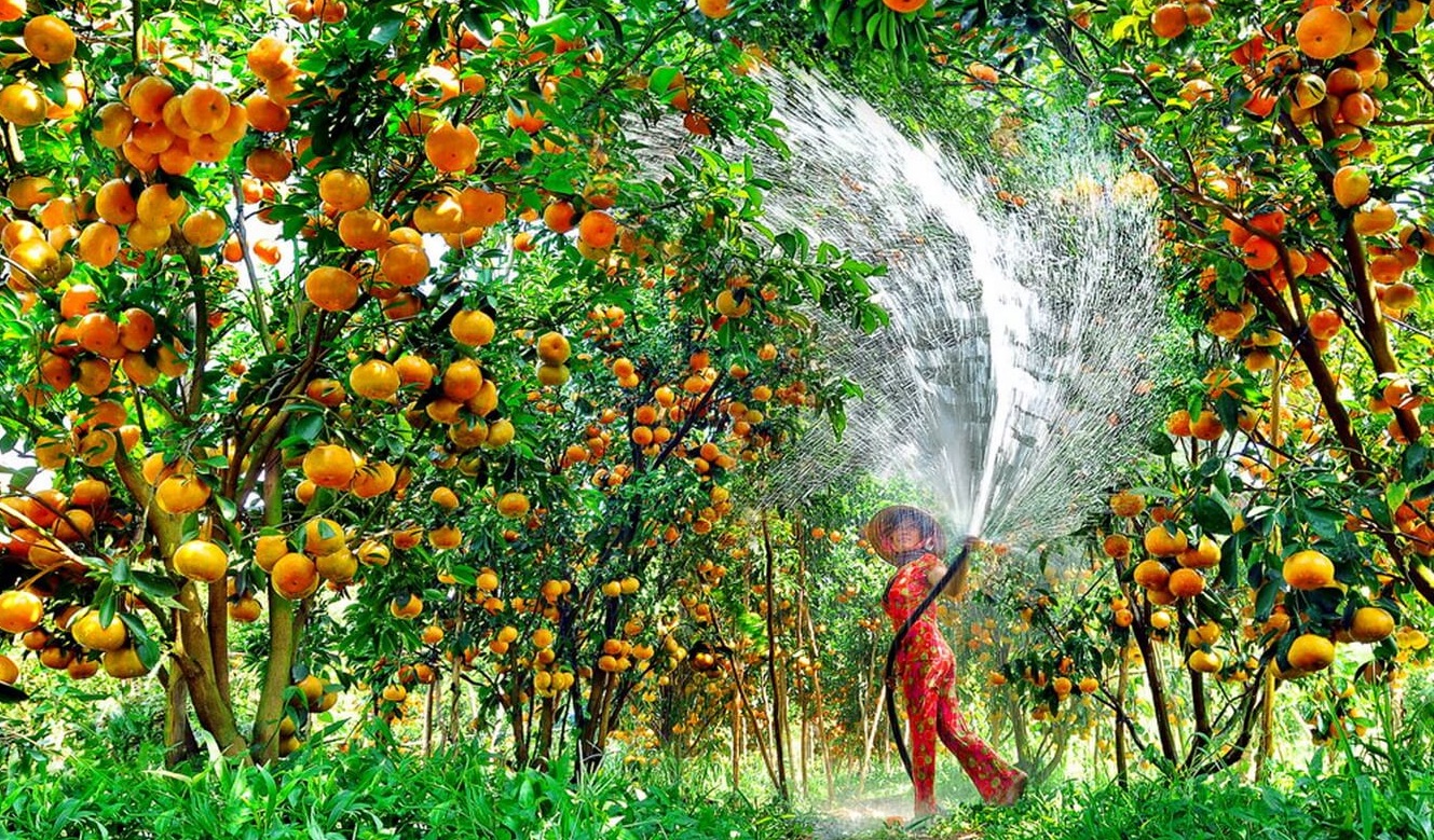 Fruit Orchard In The Mekong Delta 1