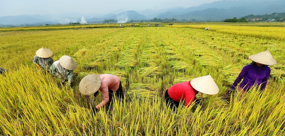 Điện Biên: Sản Lượng Lúa Vụ Mùa 2018 Huyện Đi